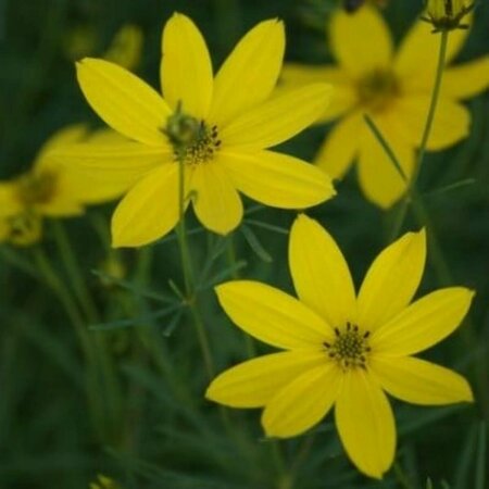 Coreopsis verticillata P9 - afbeelding 3