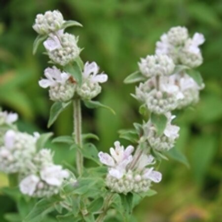 Pycnanthemum pilosum P9 - afbeelding 2