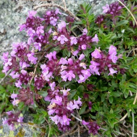 Thymus pulegioides P9