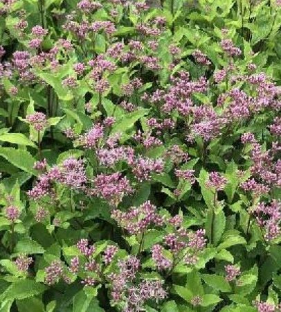 Eupatorium maculatum 'Phantom' P9 - afbeelding 1