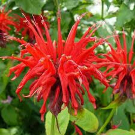 Monarda 'Jacob Cline' P9 - afbeelding 2