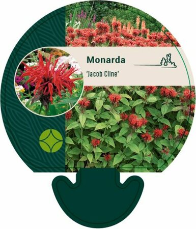 Monarda 'Jacob Cline' P9 - afbeelding 1