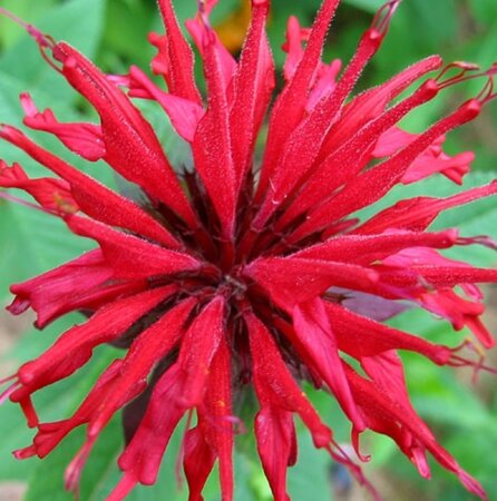 Monarda 'Jacob Cline' P9 - afbeelding 3