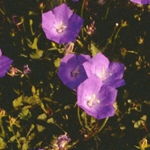 Campanula carpatica P9 - afbeelding 3