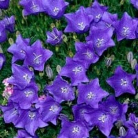 Campanula carpatica P9 - afbeelding 4