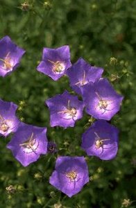 Campanula carpatica P9 - afbeelding 1