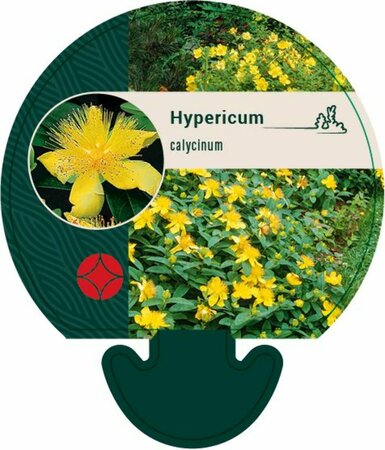 Hypericum calycinum P9 - afbeelding 12