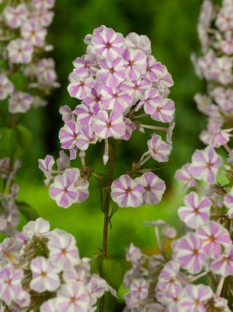 Phlox maculata 'Natascha' P9 - afbeelding 1