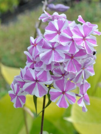 Phlox maculata 'Natascha' P9 - afbeelding 2