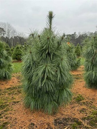 Pinus schwerinii 'Wiethorst' 80/100 KL. - afbeelding 1