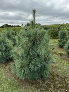 Pinus schwerinii 'Wiethorst' 80/100 KL. - afbeelding 2