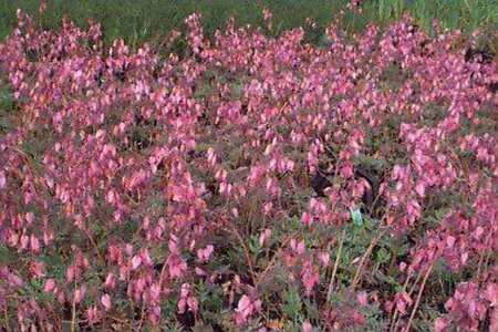 Dicentra formosa P9