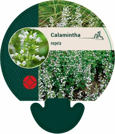 Calamintha nepeta P9 - afbeelding 2