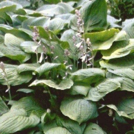 Hosta sieboldiana P9 - afbeelding 2