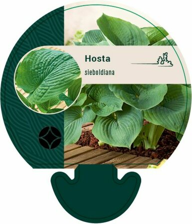 Hosta sieboldiana P9 - afbeelding 1