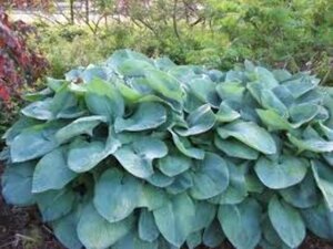 Hosta sieboldiana P9 - afbeelding 3