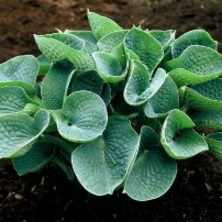 Hosta sieboldiana P9 - afbeelding 4