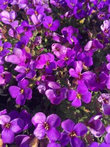 Aubrieta 'Hamburger Stadtpark' P9 - afbeelding 2