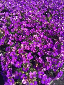 Aubrieta 'Hamburger Stadtpark' P9 - afbeelding 3