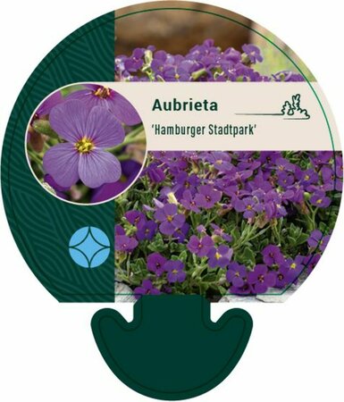 Aubrieta 'Hamburger Stadtpark' P9 - afbeelding 5