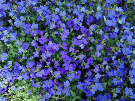 Aubrieta 'Hamburger Stadtpark' P9 - afbeelding 6