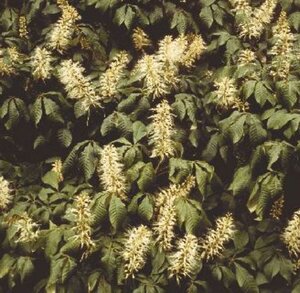 Aesculus parviflora 100/125 C. - afbeelding 2