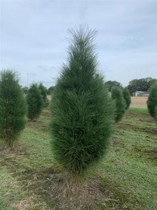 Pinus nigra 'Green Tower' 125/150 C.