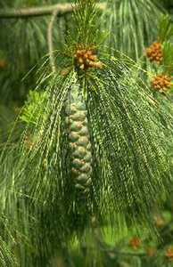 Pinus wallichiana 125/150 KL. - afbeelding 1