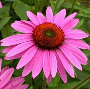 Echinacea p. 'Ruby Giant' P9 - afbeelding 1