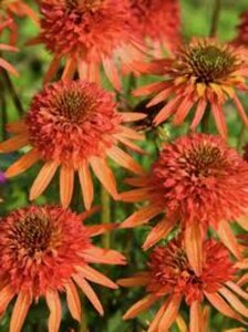 Echinacea purpurea 'Irresistible' P9 - afbeelding 2