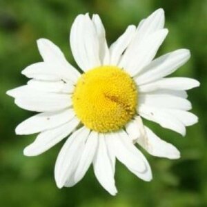 Leucanthemum vulgare P9