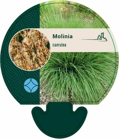 Molinia caerulea P9 - afbeelding 1