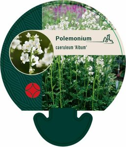 Polemonium caeruleum 'Album' P9 - afbeelding 6