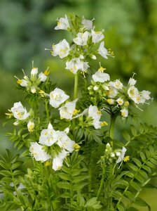 Polemonium caeruleum 'Album' P9 - afbeelding 3