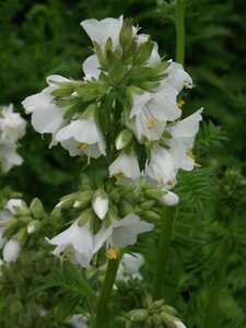 Polemonium caeruleum 'Album' P9 - afbeelding 4