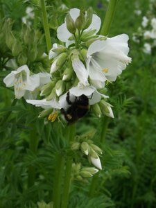 Polemonium caeruleum 'Album' P9 - afbeelding 5