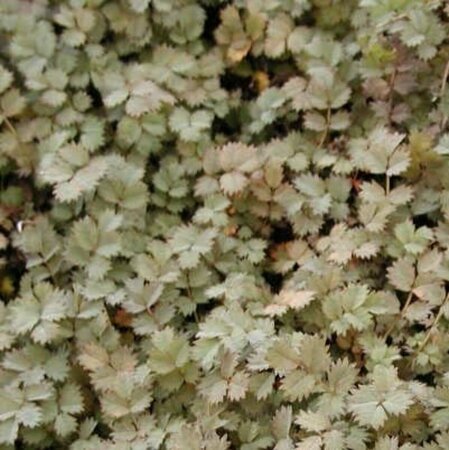 Acaena microphylla P9 - afbeelding 1