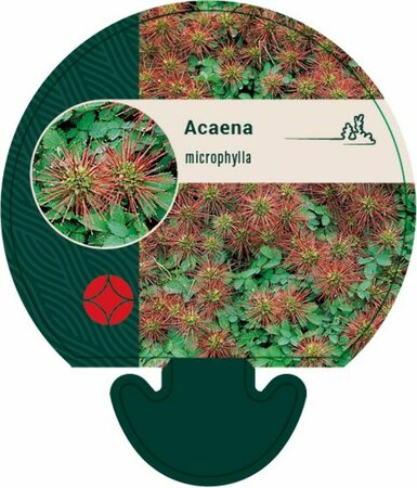 Acaena microphylla P9 - afbeelding 2