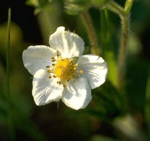 Fragaria vesca P9 - afbeelding 2