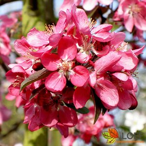 Malus 'Rudolph' 8-10 C.  - afbeelding 2