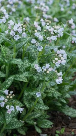 Pulmonaria 'Opal' P9 - afbeelding 2