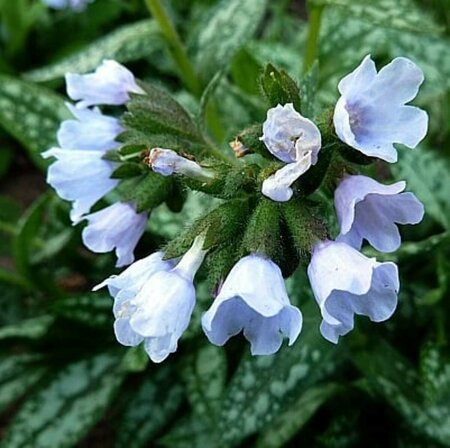 Pulmonaria 'Opal' P9 - afbeelding 3