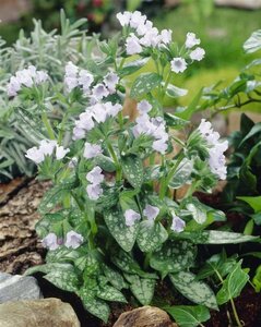 Pulmonaria 'Opal' P9 - afbeelding 4