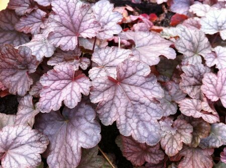 Heucherella 'Quicksilver' P9 - afbeelding 1