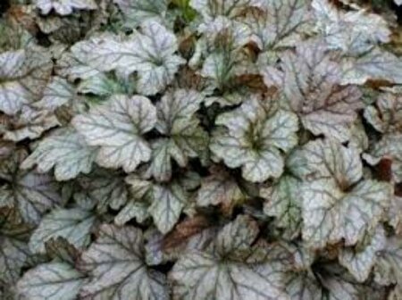 Heucherella 'Quicksilver' P9 - afbeelding 2