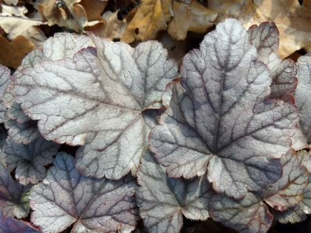 Heucherella 'Quicksilver' P9 - afbeelding 4