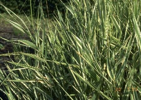 Phalaris arundinacea 'Picta' P9 - afbeelding 1