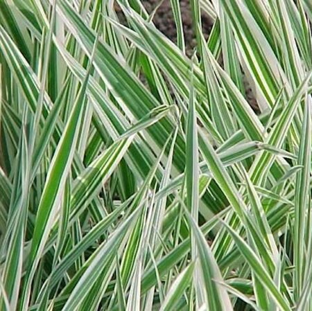 Phalaris arundinacea 'Picta' P9 - afbeelding 2