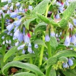 Symphytum grandiflorum 'Hidcote Blue' P9 - afbeelding 2