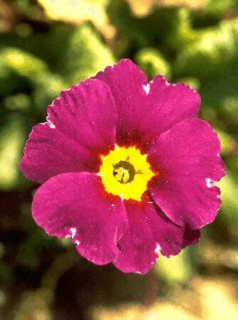 Primula vulgaris P9 - afbeelding 1